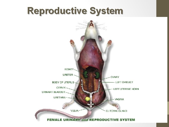 Reproductive System 