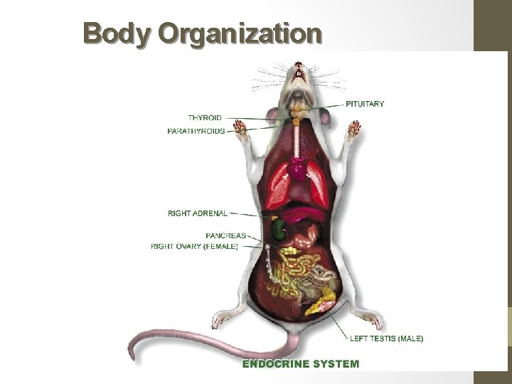 Body Organization 