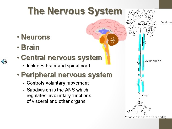 The Nervous System • Neurons • Brain • Central nervous system • Includes brain