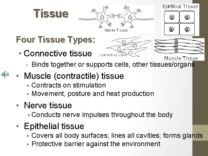 Tissue Four Tissue Types: • Connective tissue • Binds together or supports cells, other