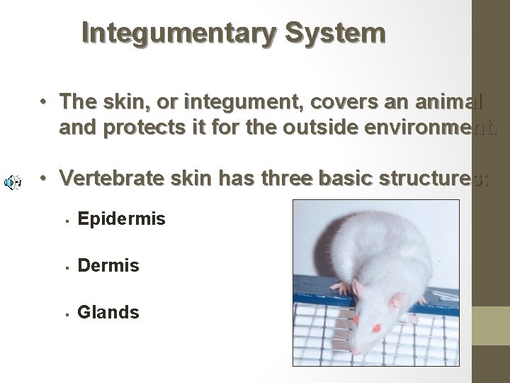 Integumentary System • The skin, or integument, covers an animal and protects it for