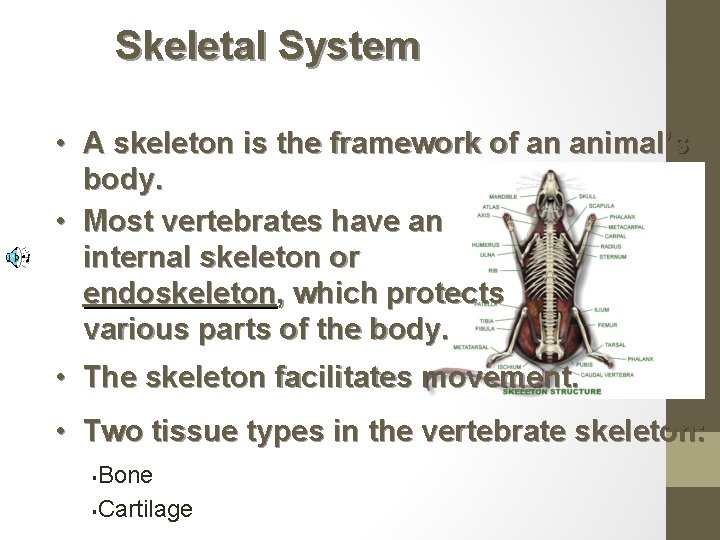 Skeletal System • A skeleton is the framework of an animal’s body. • Most