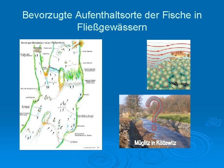 Bevorzugte Aufenthaltsorte der Fische in Fließgewässern 