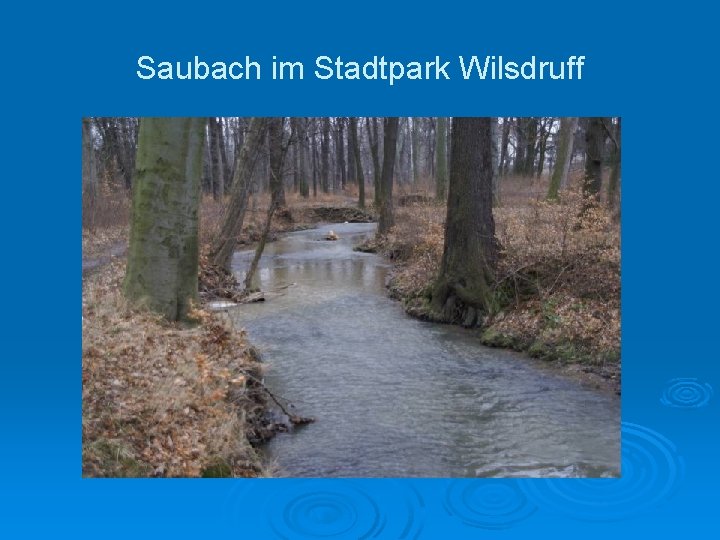 Saubach im Stadtpark Wilsdruff 