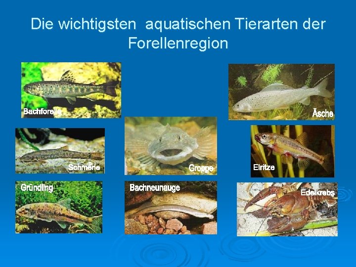 Die wichtigsten aquatischen Tierarten der Forellenregion 