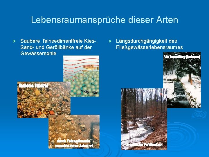 Lebensraumansprüche dieser Arten Ø Saubere, feinsedimentfreie Kies-, Sand- und Geröllbänke auf der Gewässersohle Ø