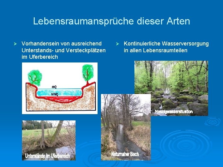 Lebensraumansprüche dieser Arten Ø Vorhandensein von ausreichend Unterstands- und Versteckplätzen im Uferbereich Ø Kontinuierliche