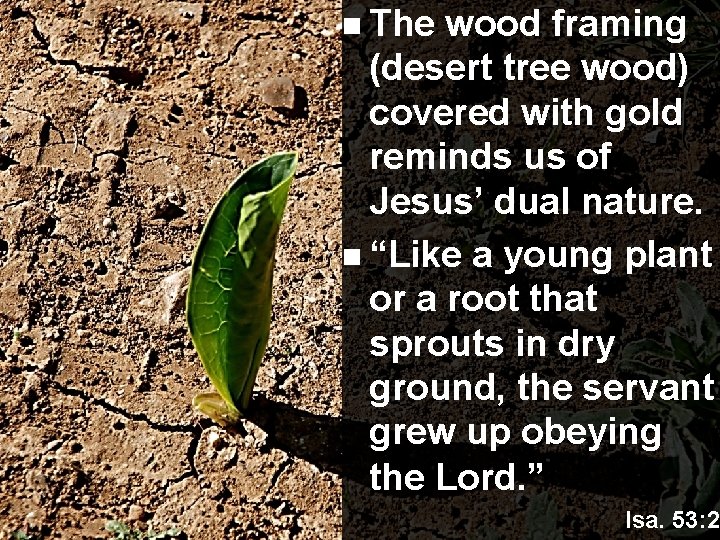 n The wood framing (desert tree wood) covered with gold reminds us of Jesus’