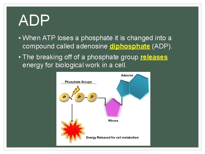ADP • When ATP loses a phosphate it is changed into a compound called