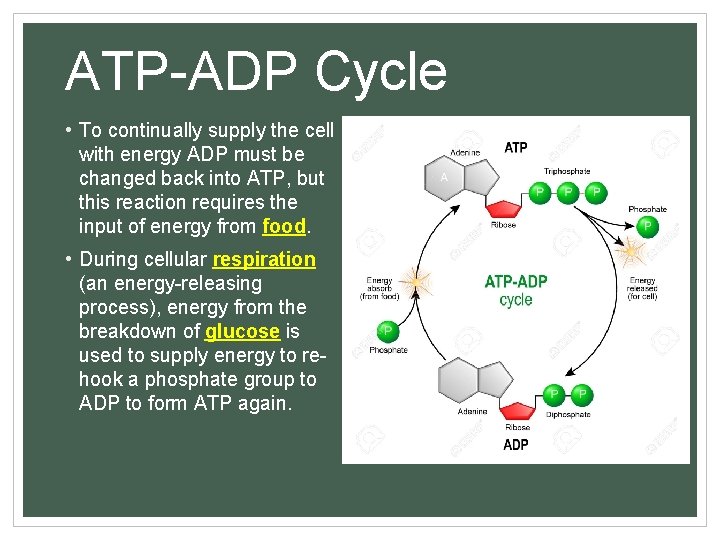 ATP-ADP Cycle • To continually supply the cell with energy ADP must be changed