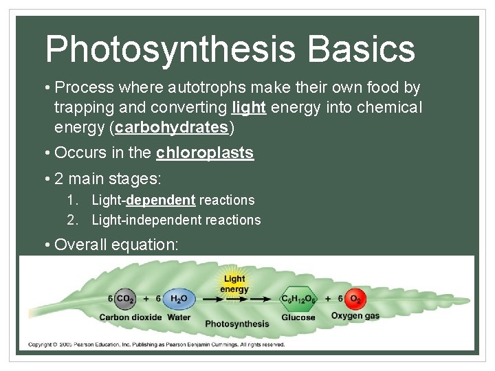 Photosynthesis Basics • Process where autotrophs make their own food by trapping and converting