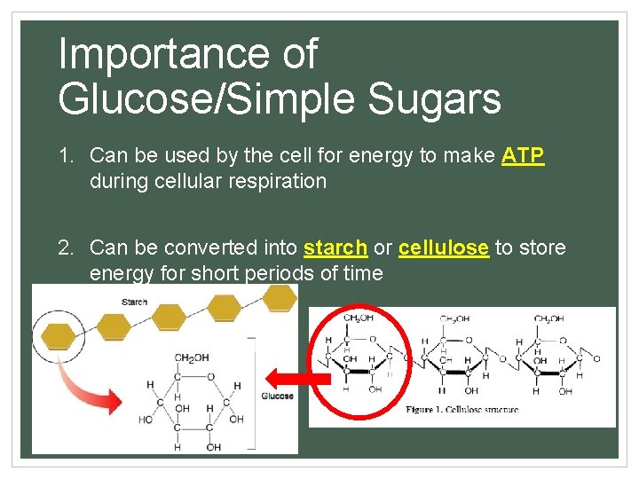 Importance of Glucose/Simple Sugars 1. Can be used by the cell for energy to