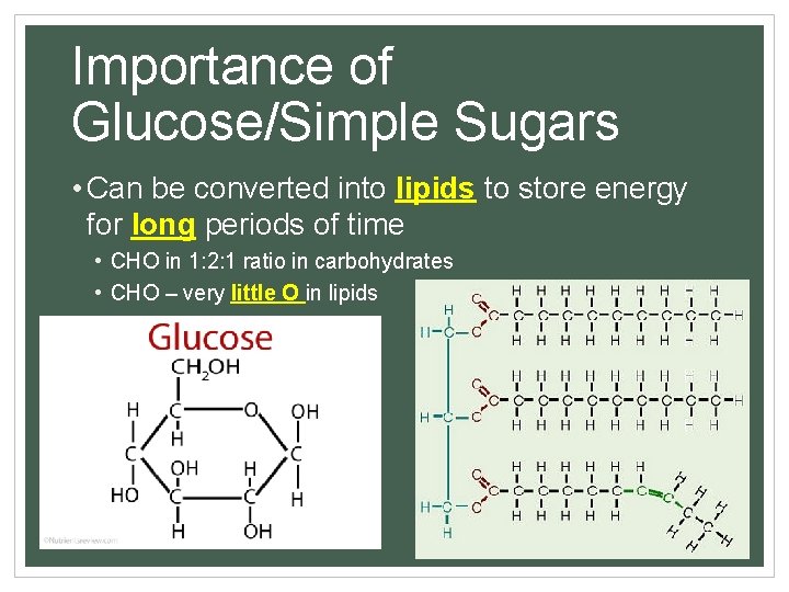 Importance of Glucose/Simple Sugars • Can be converted into lipids to store energy for