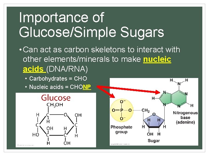 Importance of Glucose/Simple Sugars • Can act as carbon skeletons to interact with other