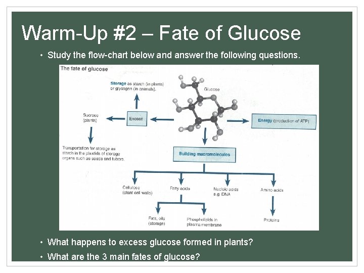 Warm-Up #2 – Fate of Glucose • Study the flow-chart below and answer the