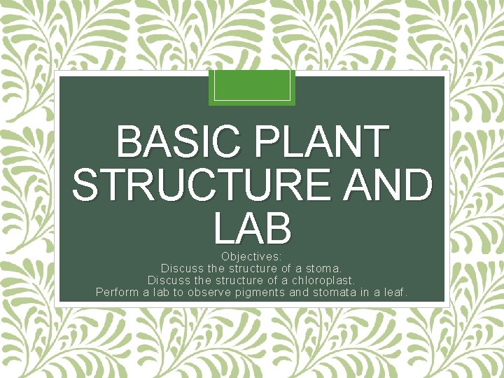 BASIC PLANT STRUCTURE AND LAB Objectives: Discuss the structure of a stoma. Discuss the