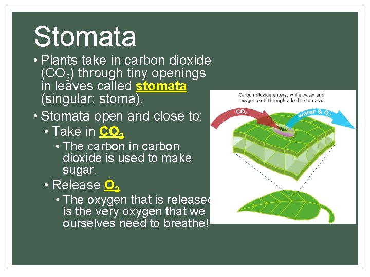 Stomata • Plants take in carbon dioxide (CO 2) through tiny openings in leaves