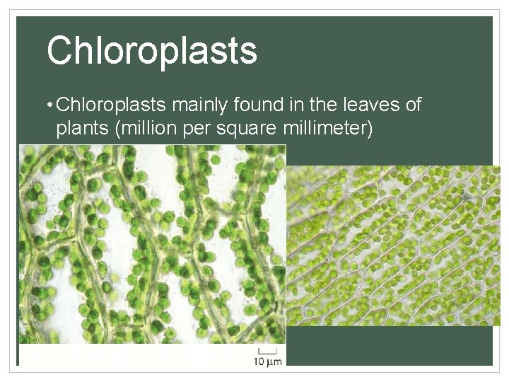Chloroplasts • Chloroplasts mainly found in the leaves of plants (million per square millimeter)