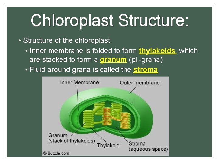 Chloroplast Structure: • Structure of the chloroplast: • Inner membrane is folded to form