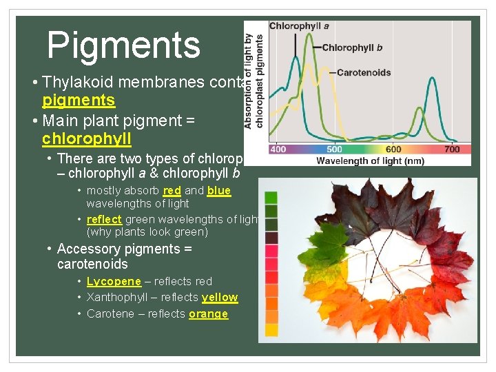 Pigments • Thylakoid membranes contain pigments • Main plant pigment = chlorophyll • There