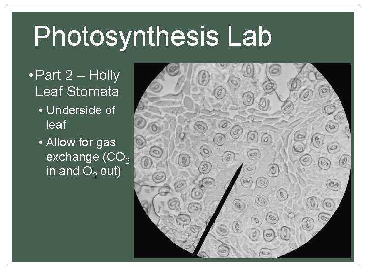 Photosynthesis Lab • Part 2 – Holly Leaf Stomata • Underside of leaf •