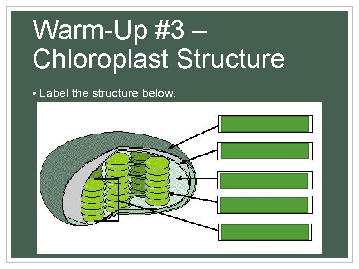 Warm-Up #3 – Chloroplast Structure • Label the structure below. 