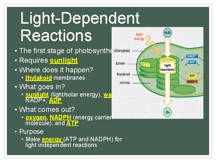 Light-Dependent Reactions • The first stage of photosynthesis • Requires sunlight • Where does