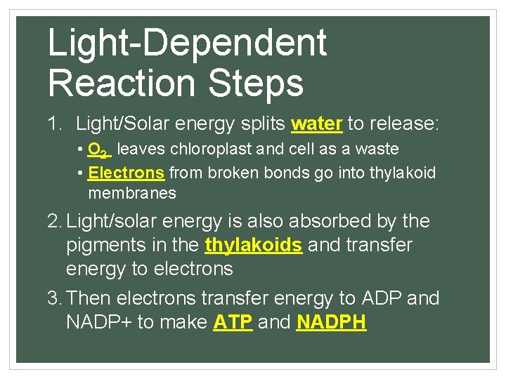 Light-Dependent Reaction Steps 1. Light/Solar energy splits water to release: • O 2 leaves