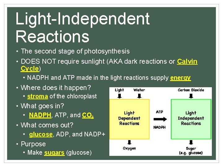 Light-Independent Reactions • The second stage of photosynthesis • DOES NOT require sunlight (AKA