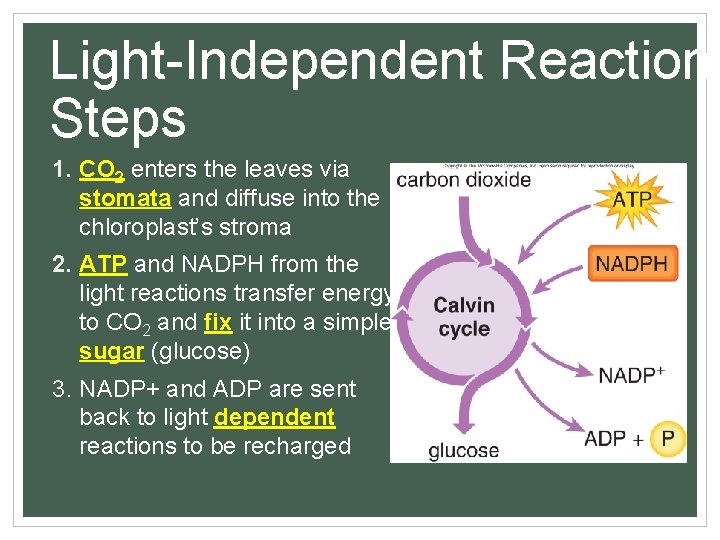 Light-Independent Reaction Steps 1. CO 2 enters the leaves via stomata and diffuse into