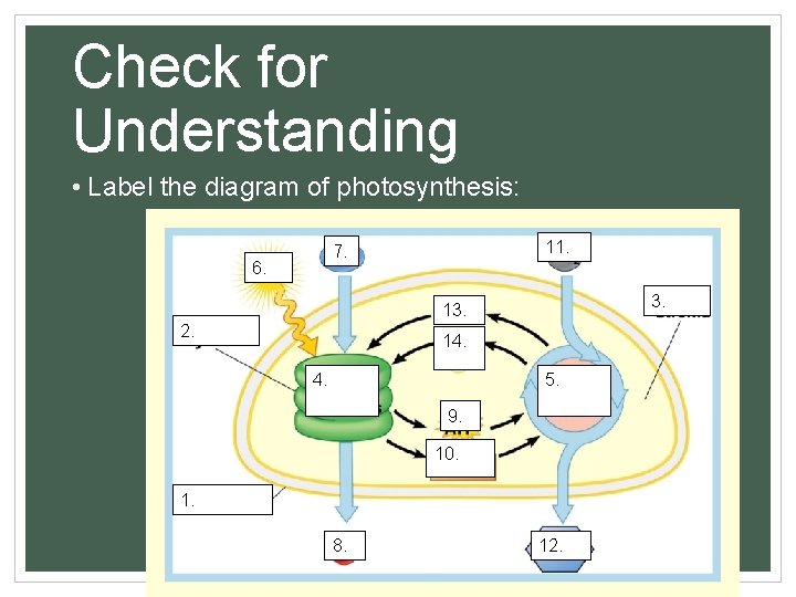 Check for Understanding • Label the diagram of photosynthesis: 11. 7. 6. 3. 13.