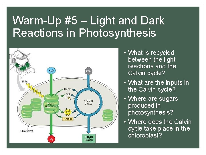 Warm-Up #5 – Light and Dark Reactions in Photosynthesis • What is recycled between