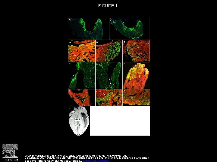 FIGURE 1 Journal of Biological Chemistry 2007 28224057 -24064 DOI: (10. 1074/jbc. M 704574200)