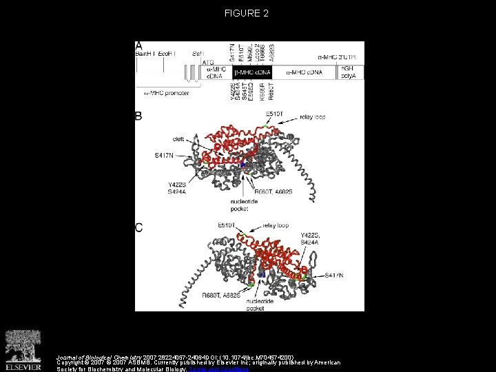 FIGURE 2 Journal of Biological Chemistry 2007 28224057 -24064 DOI: (10. 1074/jbc. M 704574200)