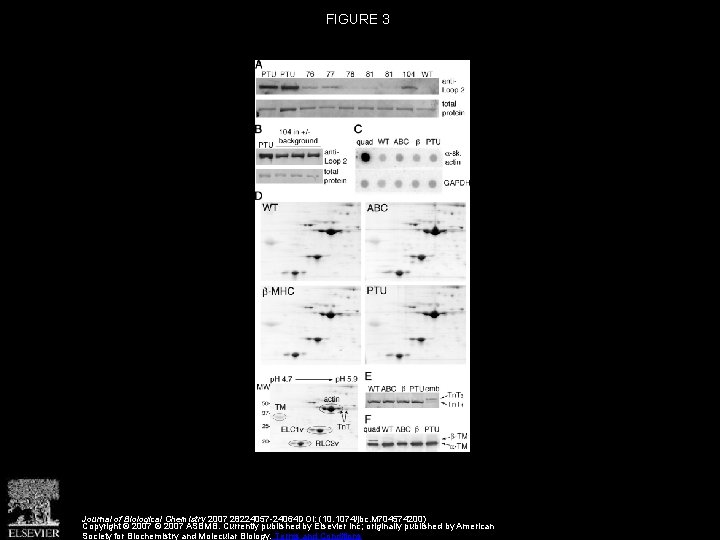 FIGURE 3 Journal of Biological Chemistry 2007 28224057 -24064 DOI: (10. 1074/jbc. M 704574200)