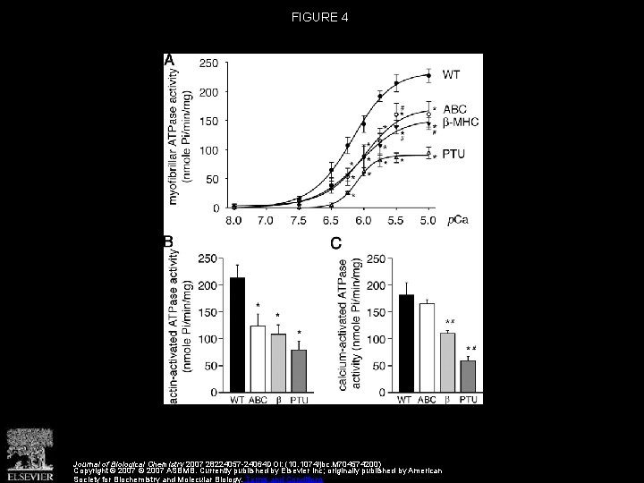 FIGURE 4 Journal of Biological Chemistry 2007 28224057 -24064 DOI: (10. 1074/jbc. M 704574200)