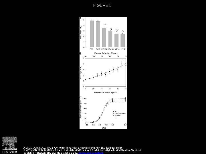 FIGURE 5 Journal of Biological Chemistry 2007 28224057 -24064 DOI: (10. 1074/jbc. M 704574200)