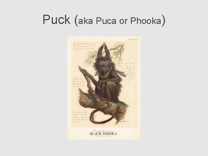 Puck (aka Puca or Phooka) 