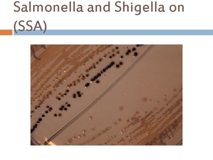 Salmonella and Shigella on (SSA) 