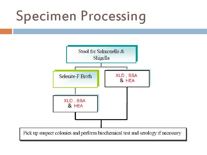 Specimen Processing 