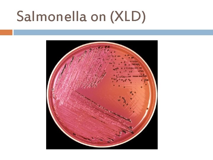 Salmonella on (XLD) 