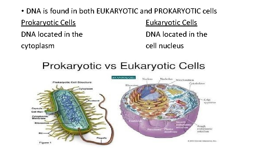  • DNA is found in both EUKARYOTIC and PROKARYOTIC cells Prokaryotic Cells Eukaryotic