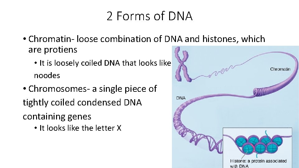 2 Forms of DNA • Chromatin- loose combination of DNA and histones, which are