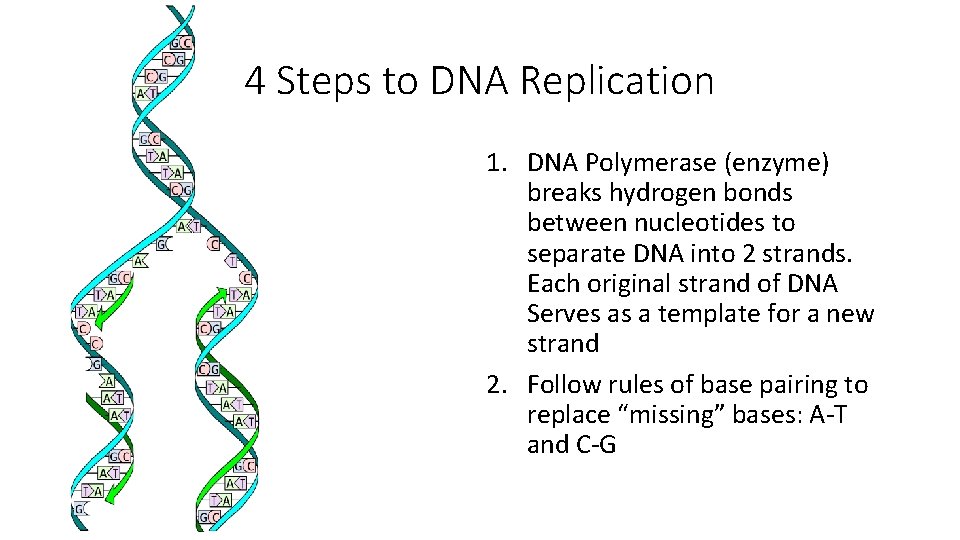 4 Steps to DNA Replication 1. DNA Polymerase (enzyme) breaks hydrogen bonds between nucleotides