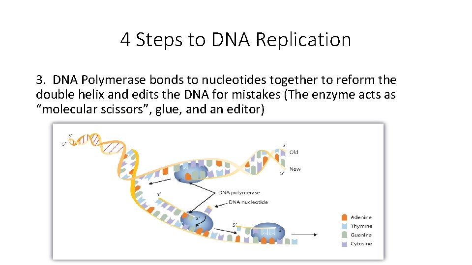 4 Steps to DNA Replication 3. DNA Polymerase bonds to nucleotides together to reform