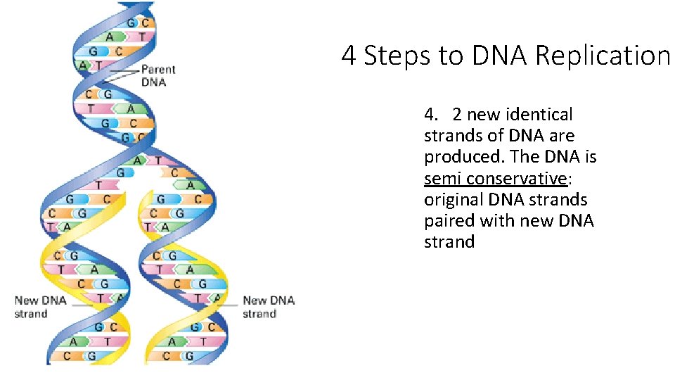 4 Steps to DNA Replication 4. 2 new identical strands of DNA are produced.
