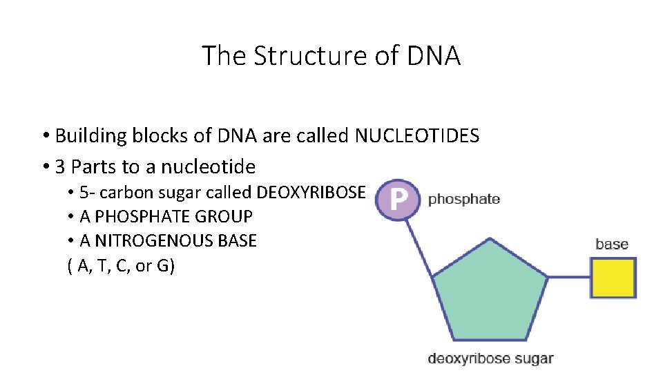 The Structure of DNA • Building blocks of DNA are called NUCLEOTIDES • 3