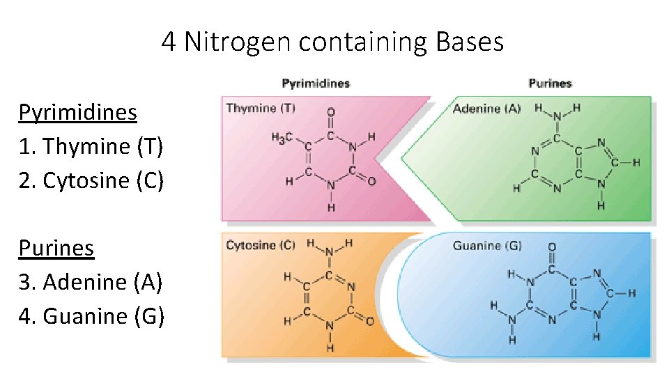 4 Nitrogen containing Bases Pyrimidines 1. Thymine (T) 2. Cytosine (C) Purines 3. Adenine