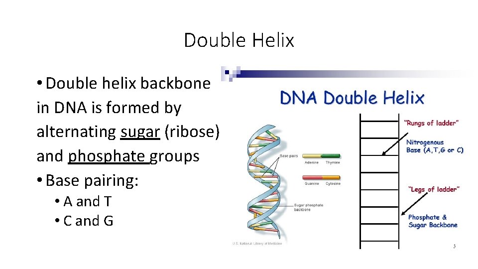 Double Helix • Double helix backbone in DNA is formed by alternating sugar (ribose)