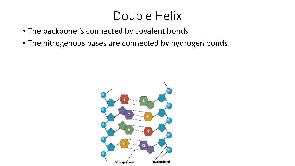 Double Helix • The backbone is connected by covalent bonds • The nitrogenous bases